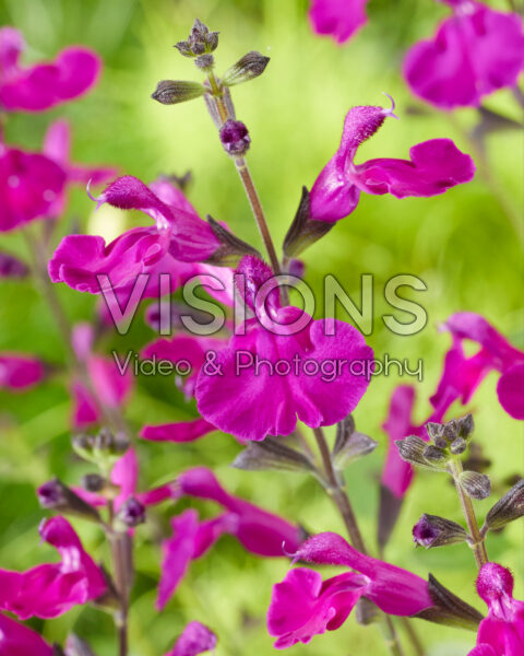 Salvia Magical® Tigris Salvia Magical® Tigris