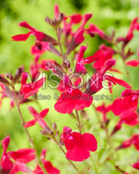 Salvia Magical® Colorado Salvia Magical® Colorado