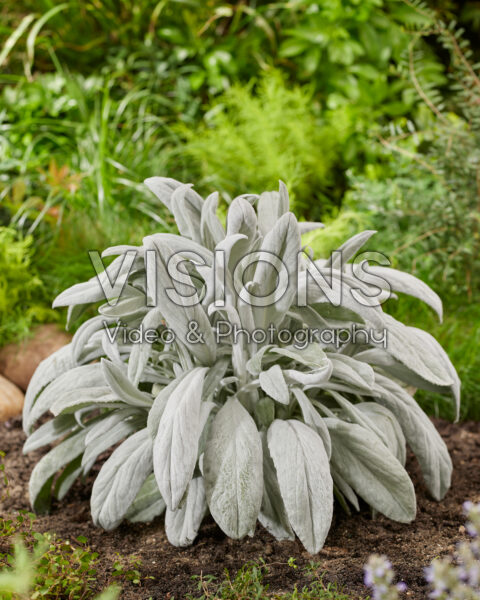 Senecio Silver Feathers Senecio Silver Feathers