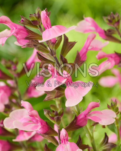 Salvia Magical® Tarim