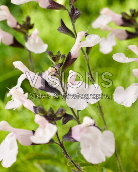 Salvia Magical® Donau Salvia Magical® Donau