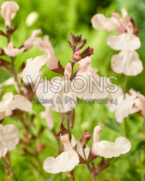 Salvia Magical® Congo Salvia Magical® Congo