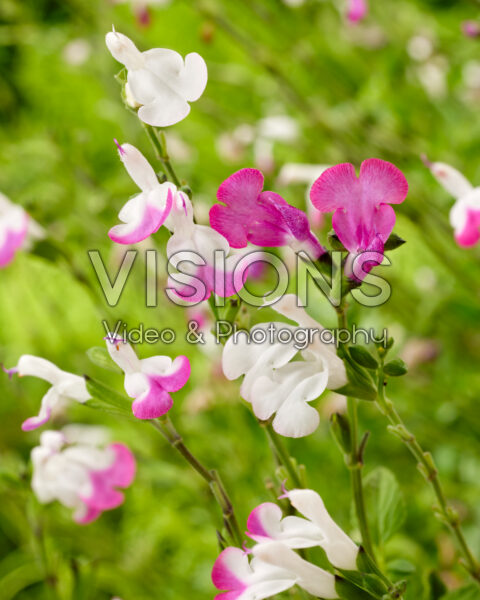 Salvia Magical® Mississippi