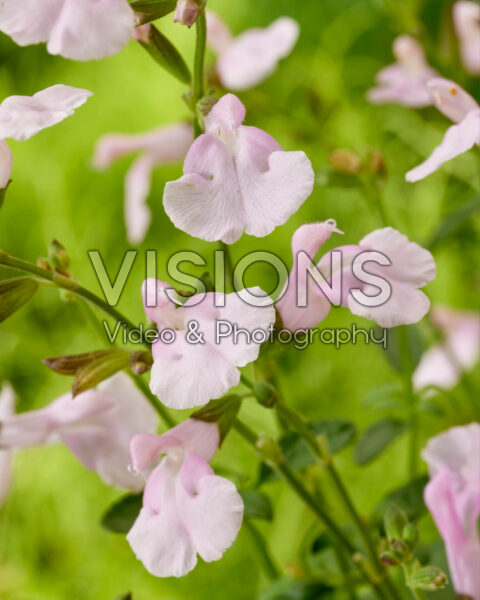 Salvia Magical® Orinoco