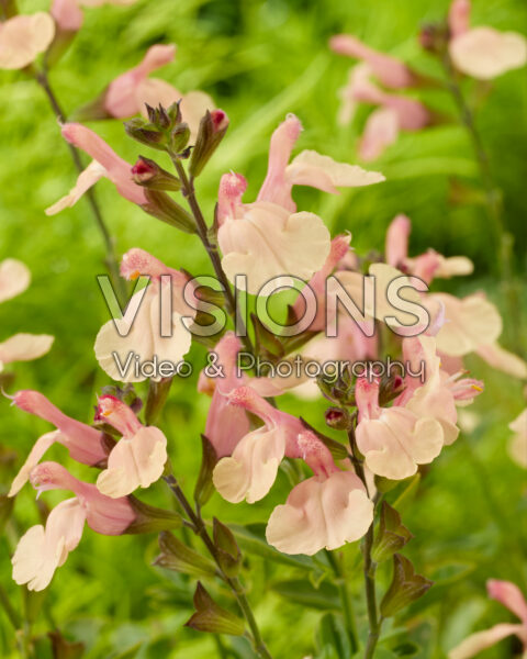 Salvia Magical® Rio Grande
