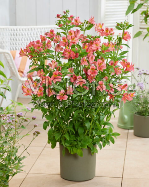 Alstroemeria Majestic Tiercé Alstroemeria Majestic Tiercé