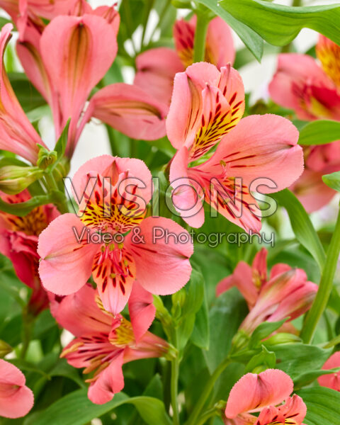 Alstroemeria Majestic Tiercé Alstroemeria Majestic Tiercé