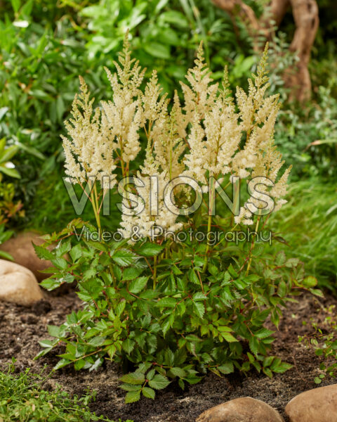 Astilbe white Astilbe white
