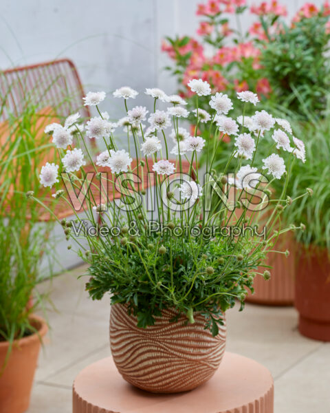 Scabiosa Kudo White Scabiosa Kudo White
