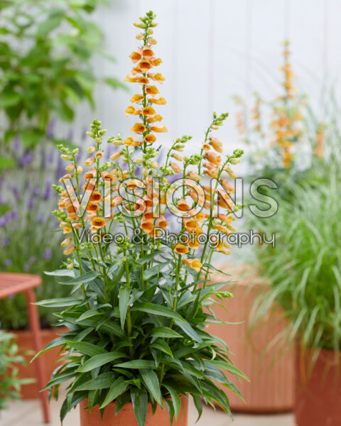 Digitalis Goldcrest Digitalis Goldcrest