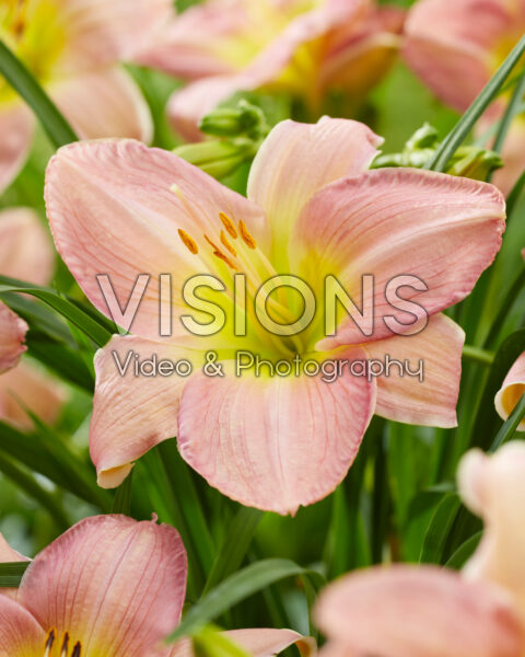 Hemerocallis Catherine Woodbury