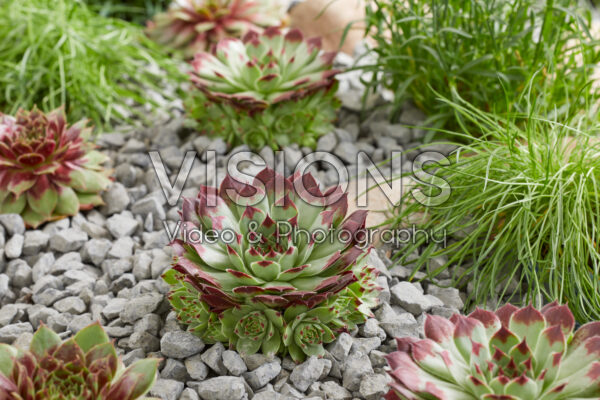 Sempervivum calcareum Jelle Sempervivum calcareum Jelle