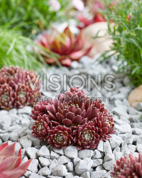 Sempervivum Palisander Sempervivum Palisander