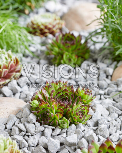 Sempervivum Reinhardt Sempervivum Reinhardt