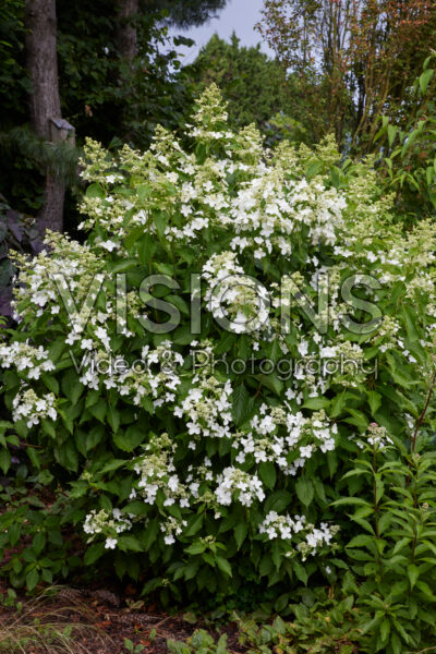 Hydrangea paniculata Levana Hydrangea paniculata Levana