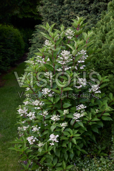 Hydrangea paniculata Early Harry Hydrangea paniculata Early Harry