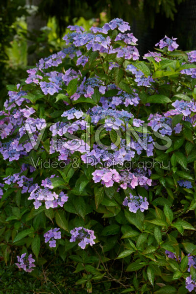 Hydrangea serrata Blue Clouds Hydrangea serrata Blue Clouds