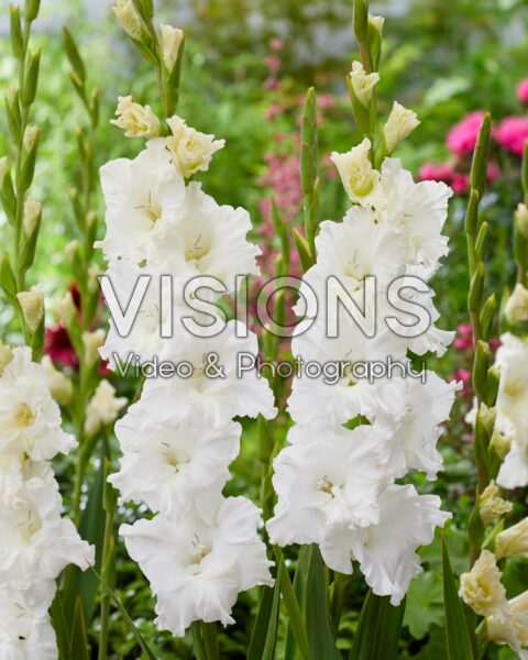 Gladiolus white