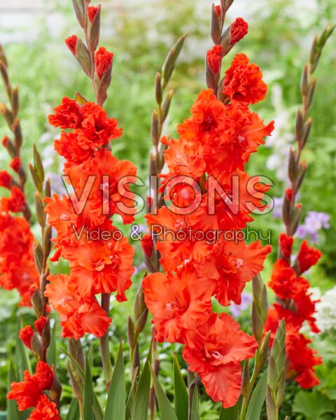 Gladiolus rood