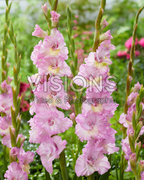 Gladiolus Magenta Princess Gladiolus Magenta Princess