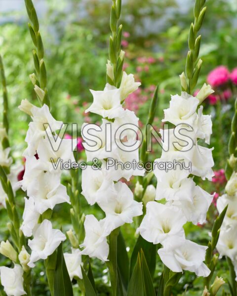 Gladiolus white