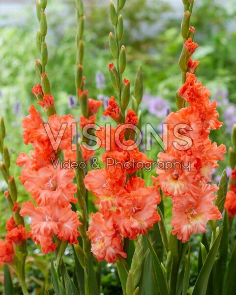 Gladiolus Riks Frizzle Gladiolus Riks Frizzle