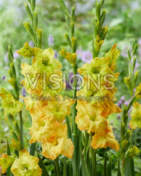 Gladiolus Blitz Gladiolus Blitz