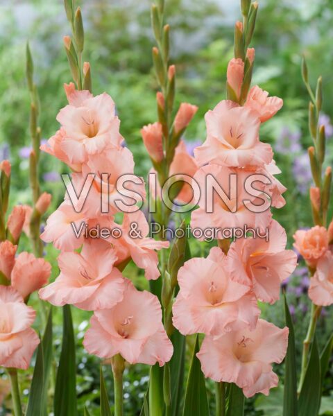 Gladiolus salmon pink