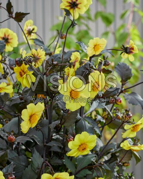 Dahlia Clarion Dahlia Clarion