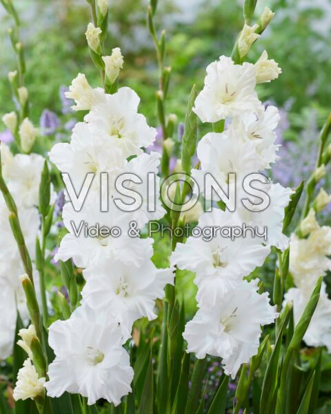 Gladiolus white