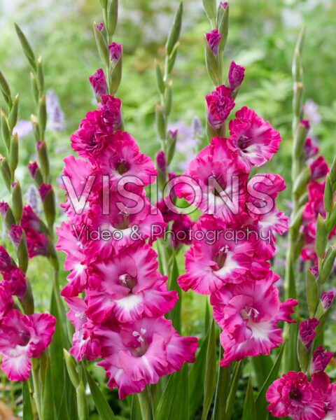 Gladiolus Nablus