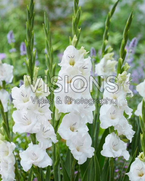 Gladiolus Blondy Gladiolus Blondy