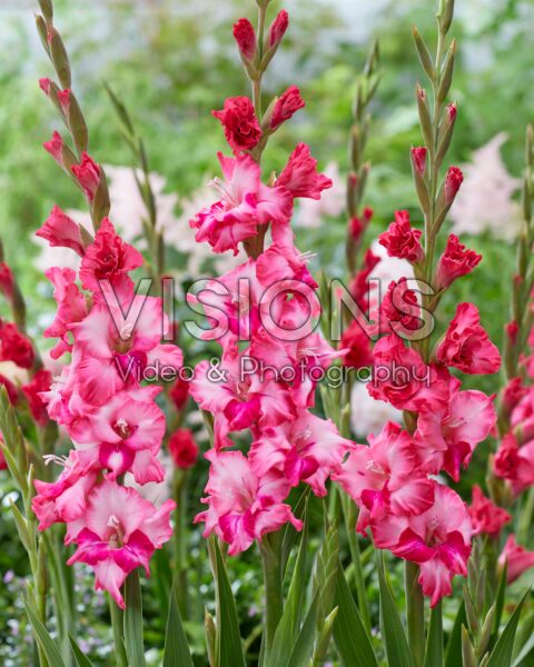 Gladiolus Kelly