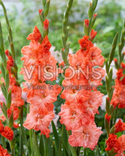 Gladiolus Teds Frizzle Gladiolus Teds Frizzle