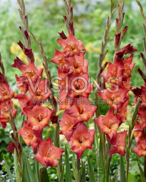 Gladiolus Michelle