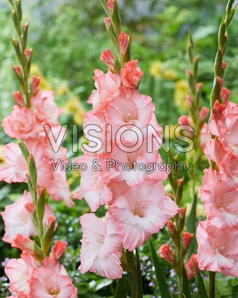 Gladiolus pink