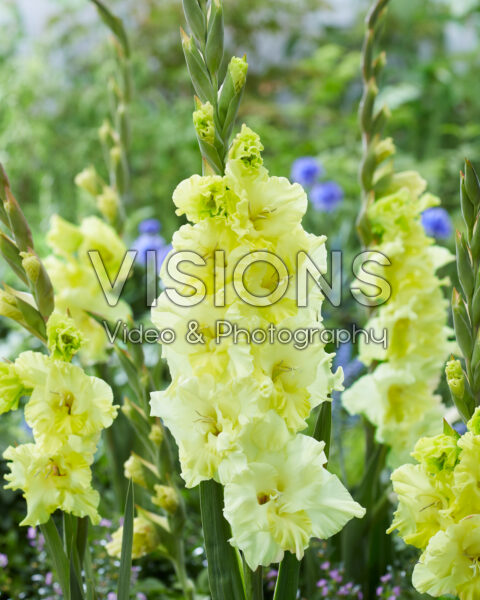 Gladiolus Happy Touch Gladiolus Happy Touch