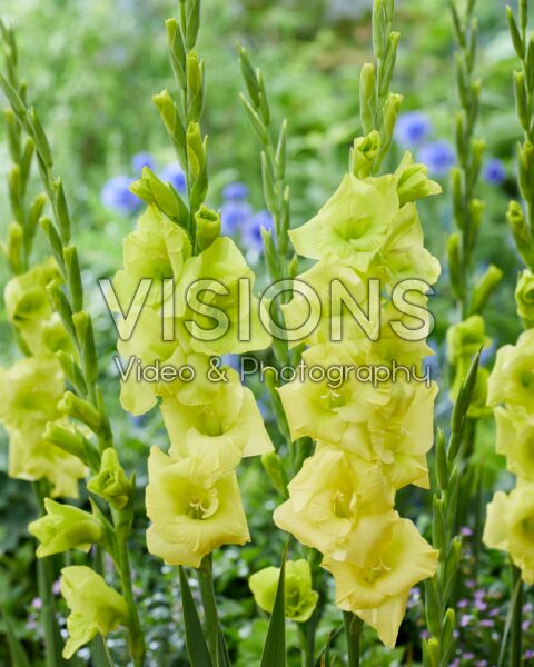 Gladiolus Lemon Tree Gladiolus Lemon Tree