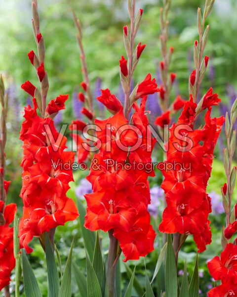 Gladiolus Peter