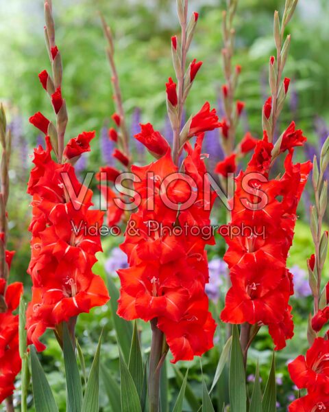 Gladiolus Peter Gladiolus Peter