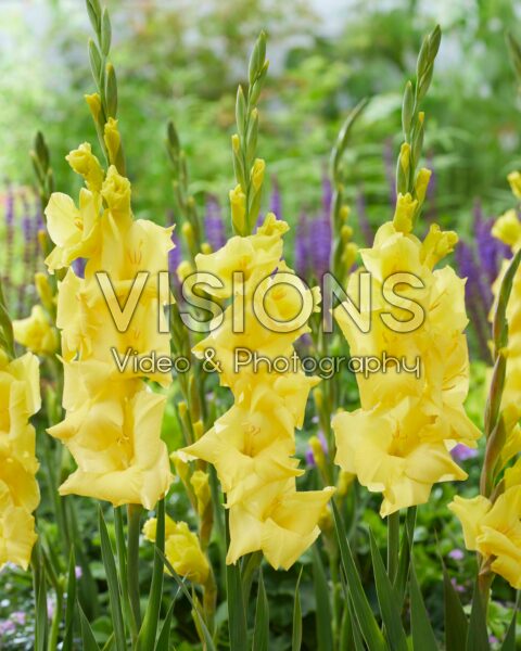 Gladiolus Luna