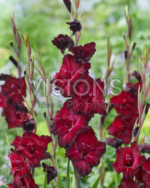 Gladiolus Back Star