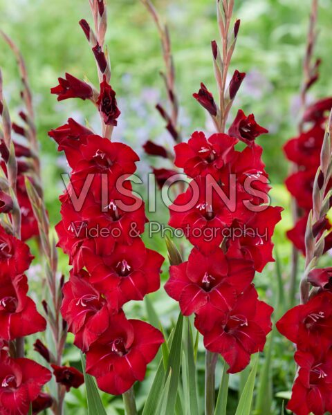 Gladiolus Tom