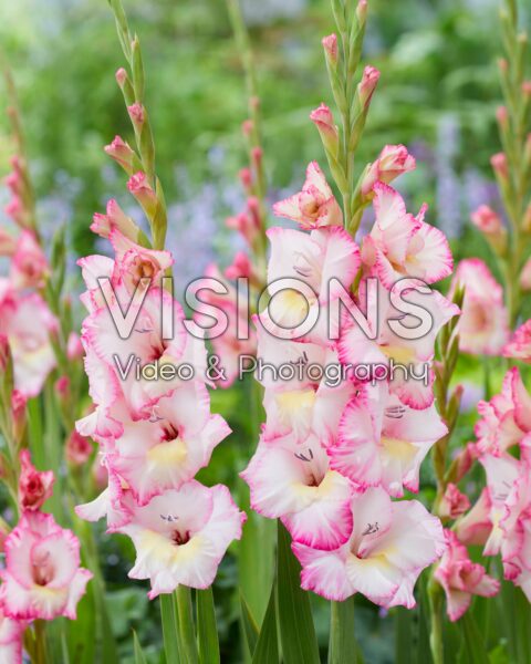 Gladiolus Emmy  Forever Bulbs