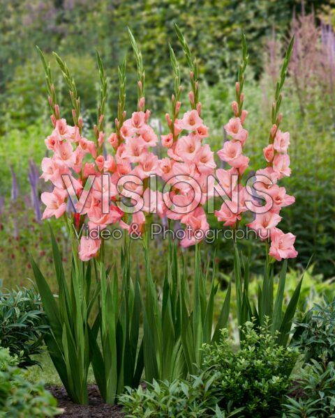 Gladiolus Cimerosa