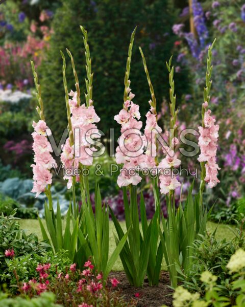 Gladiolus Magenta Princess