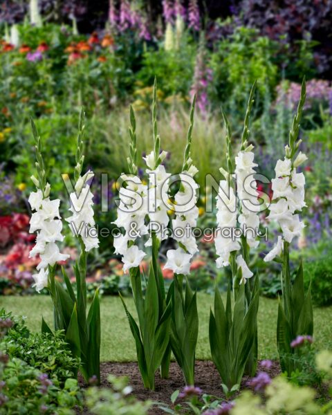 Gladiolus white