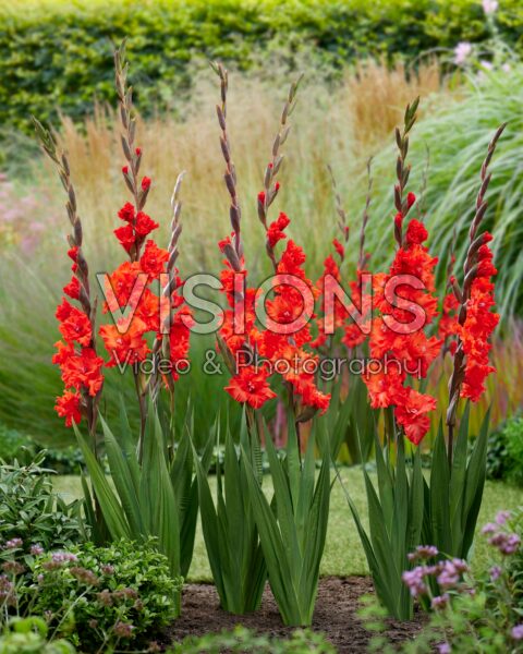 Gladiolus rood Gladiolus rood