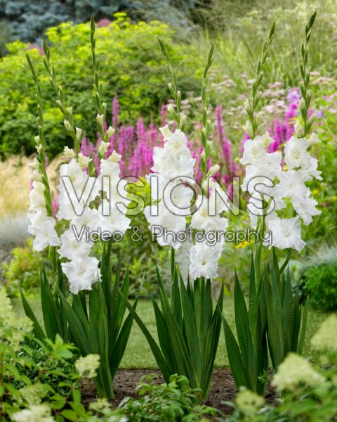 Gladiolus white