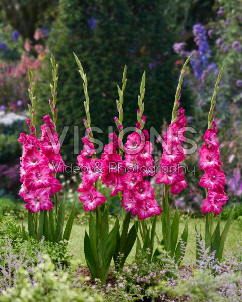 Gladiolus Nablus